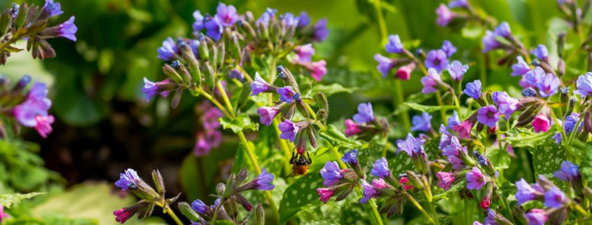 Week van de groene tuin