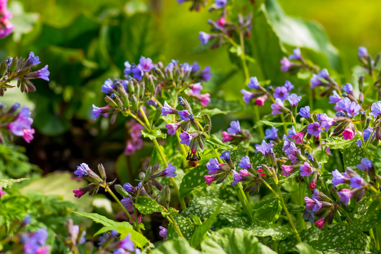 Week van de groene tuin