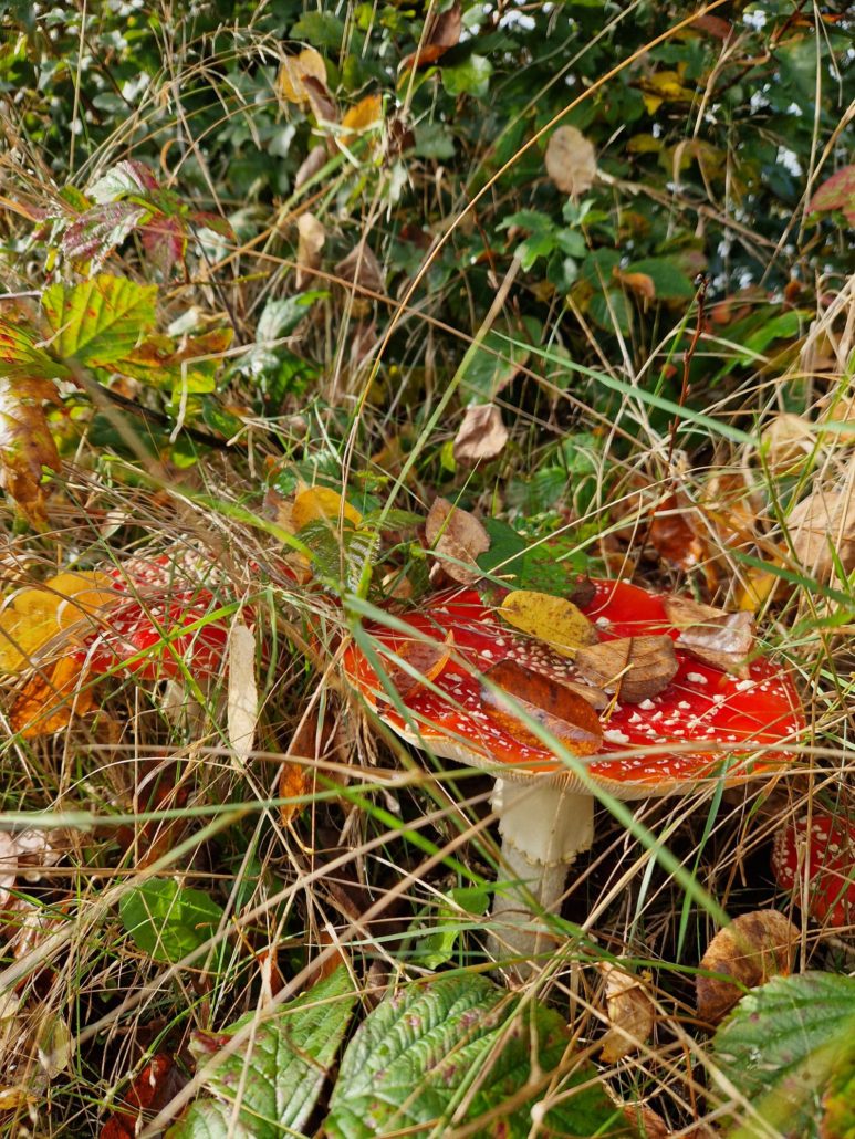 Plogrun Herfst 13 oktober 2024 (22)