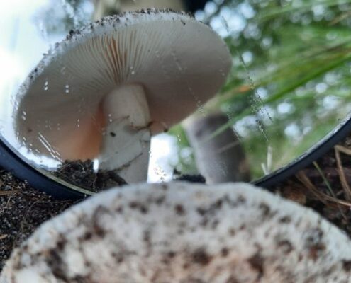 Russula IVN paddenstoelroute