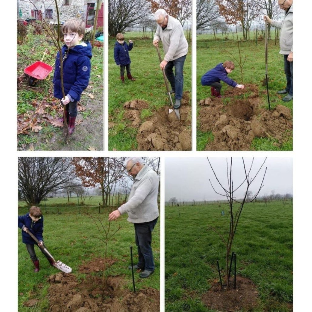 Tip plant een boom herfst