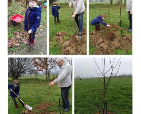 Tip plant een boom herfst