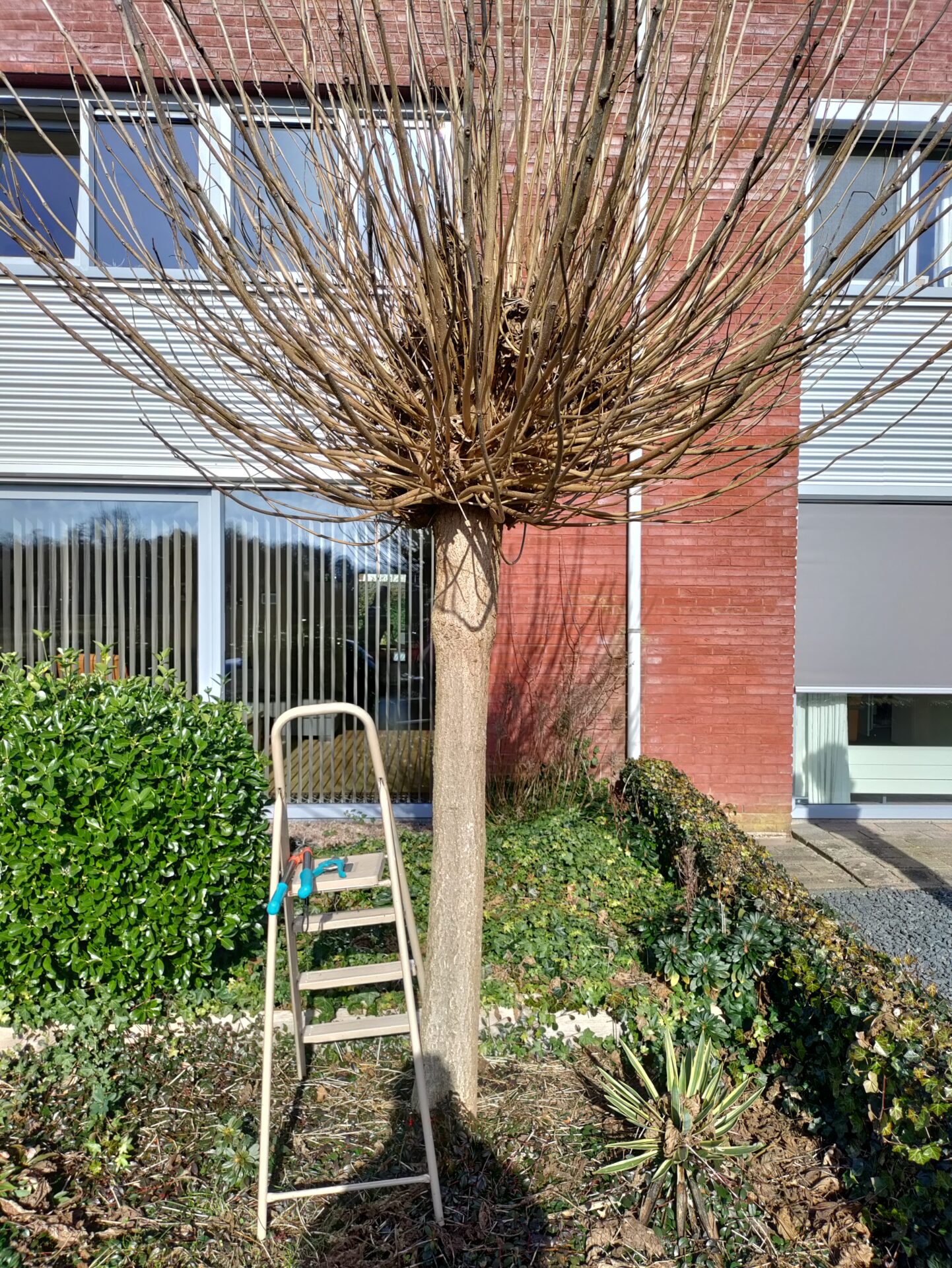 Blog Circulair tuinieren Van tak tot mulch en compost