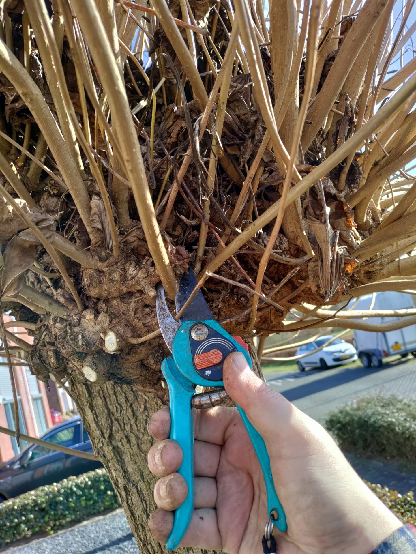 Blog Circulair tuinieren Van tak tot mulch en compost