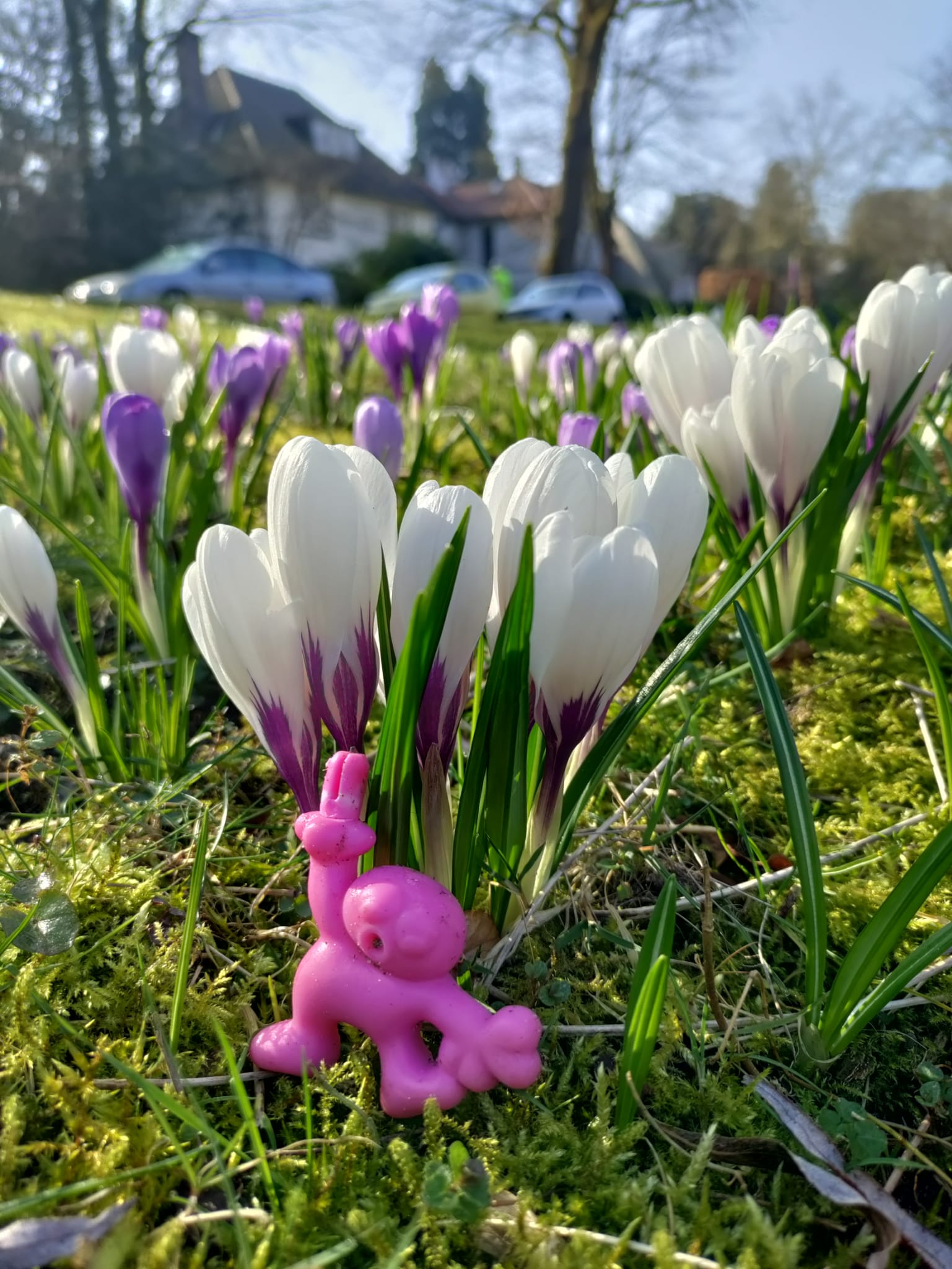 Plogrun Krokus route