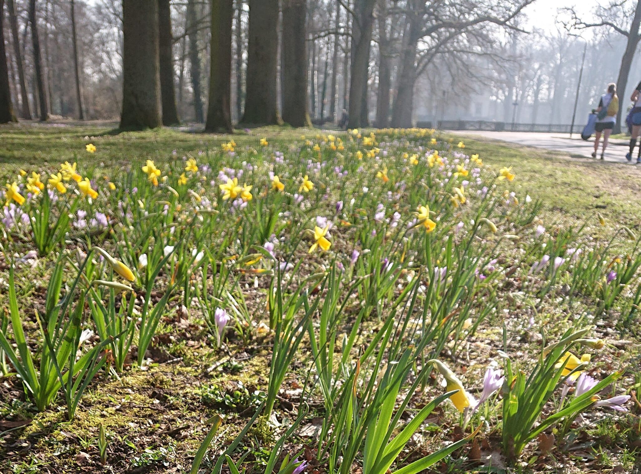 Plogrun Krokus route