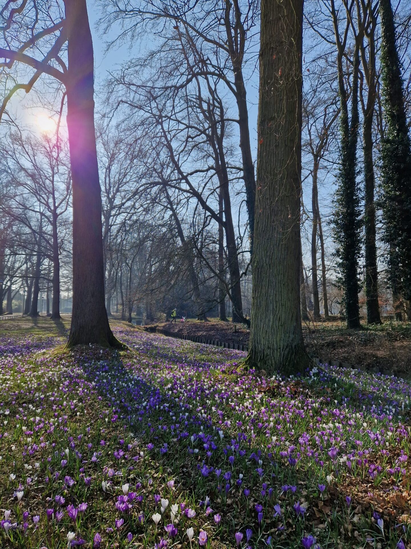 Plogrun Krokus route