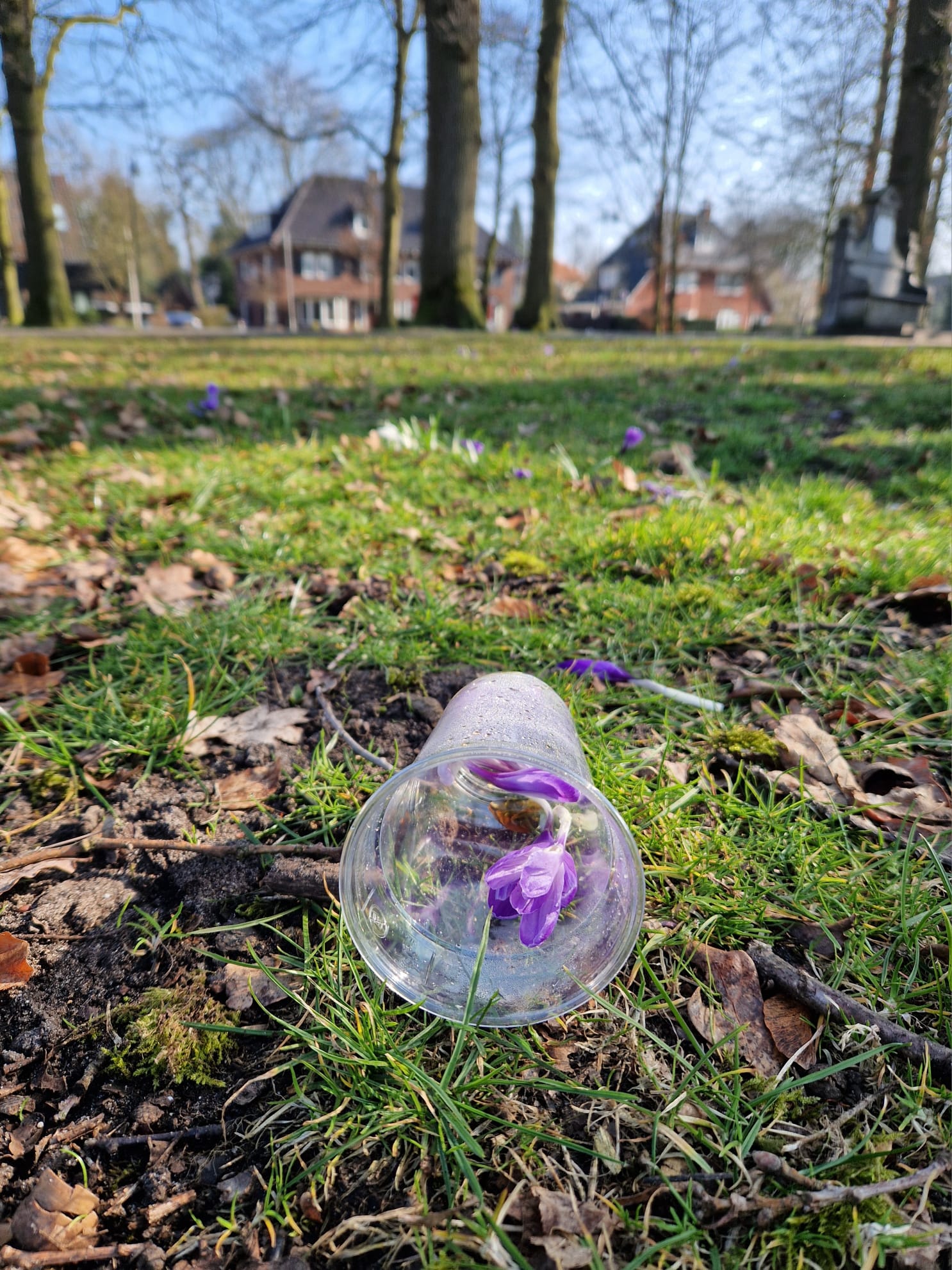 Plogrun Krokus route