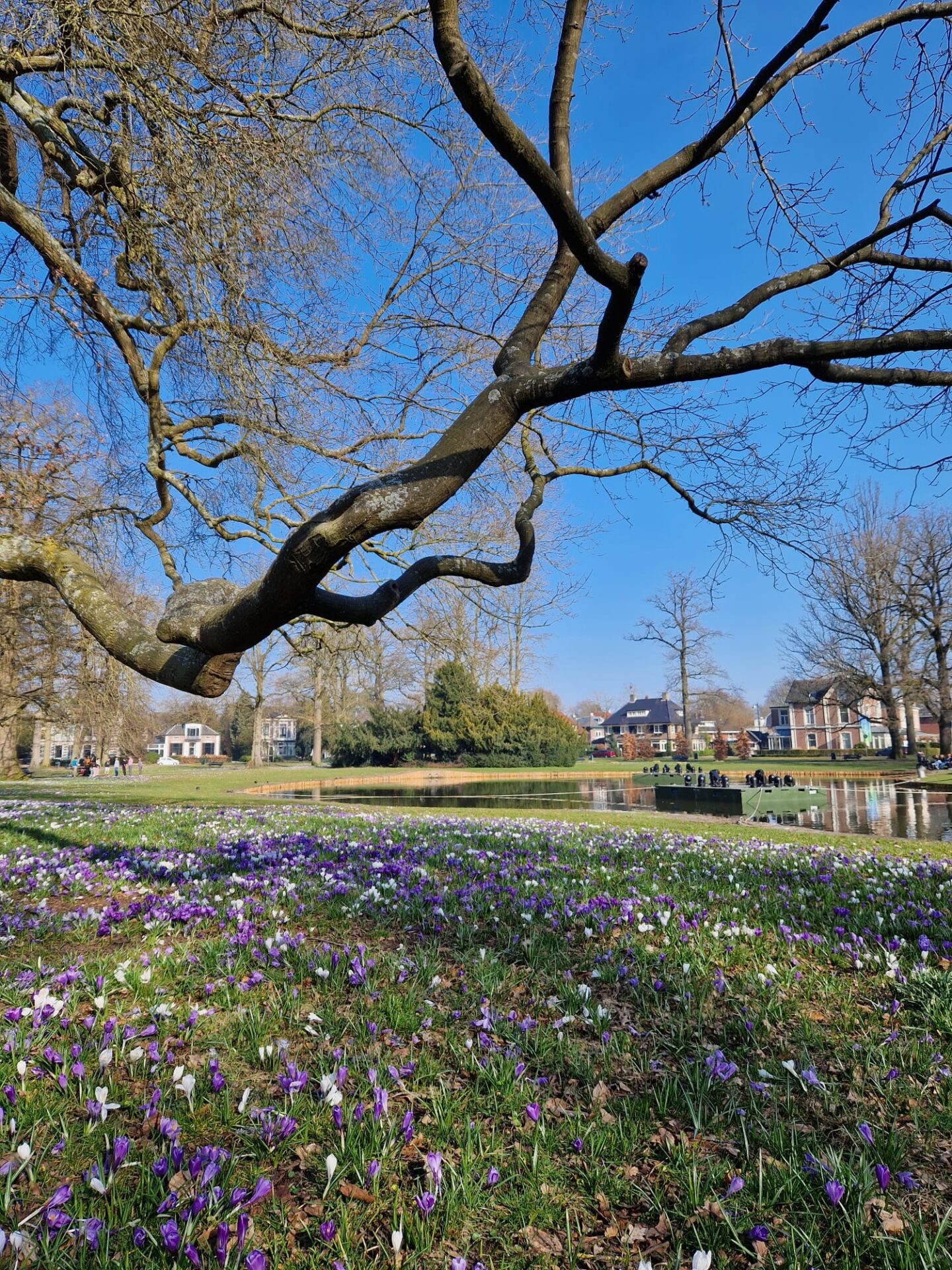 Plogrun Krokus route