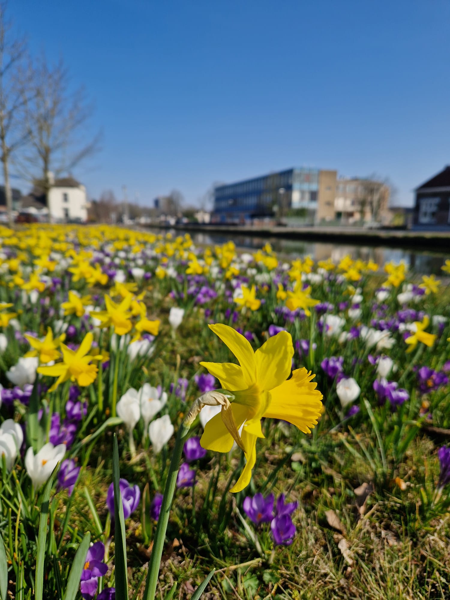 Plogrun Krokus route