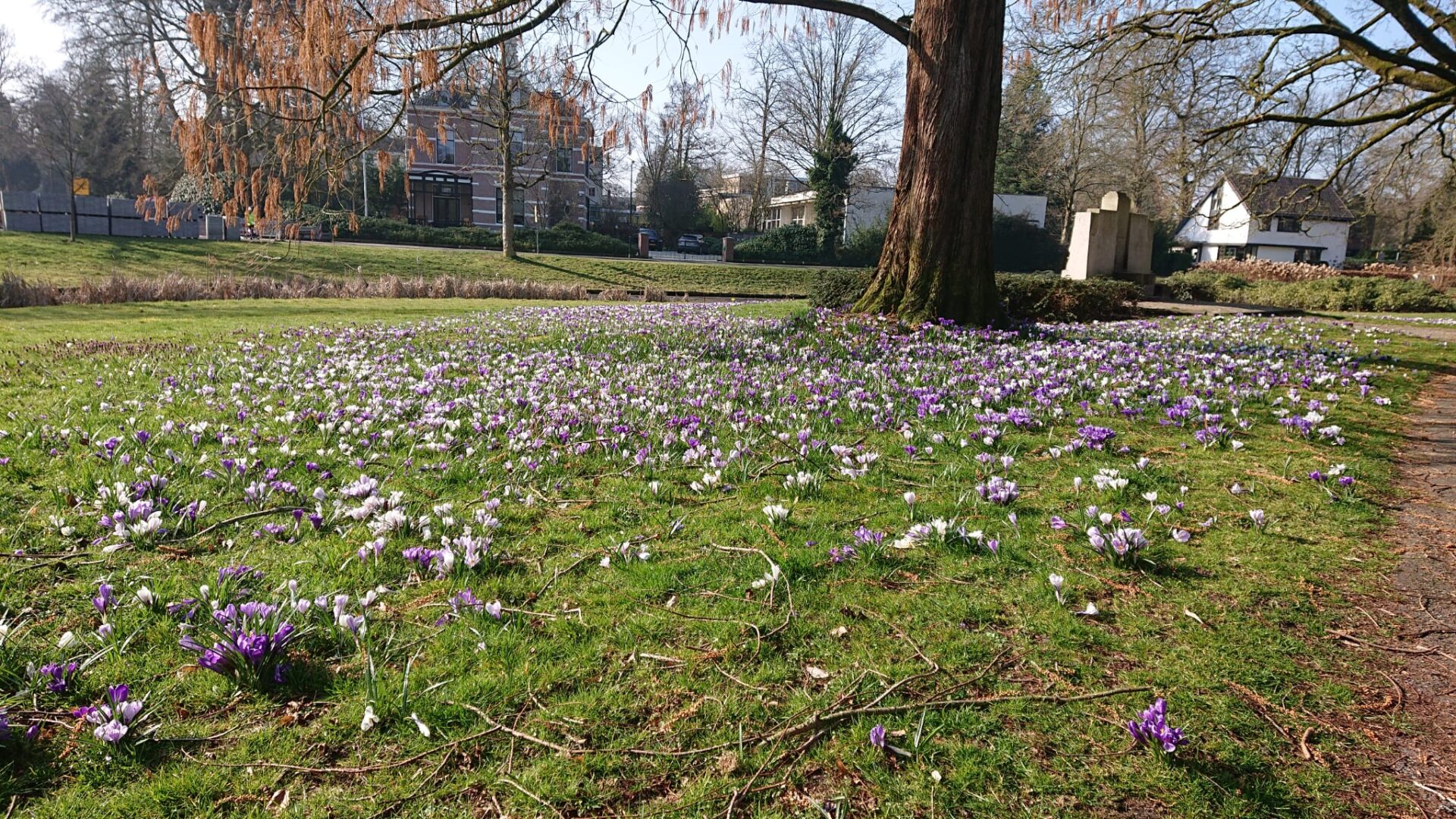 Plogrun Krokus route