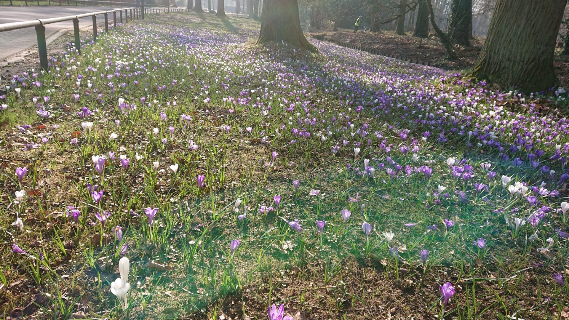 Plogrun Krokus route