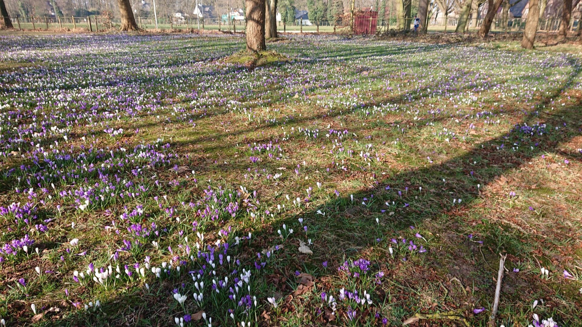 Plogrun Krokus route