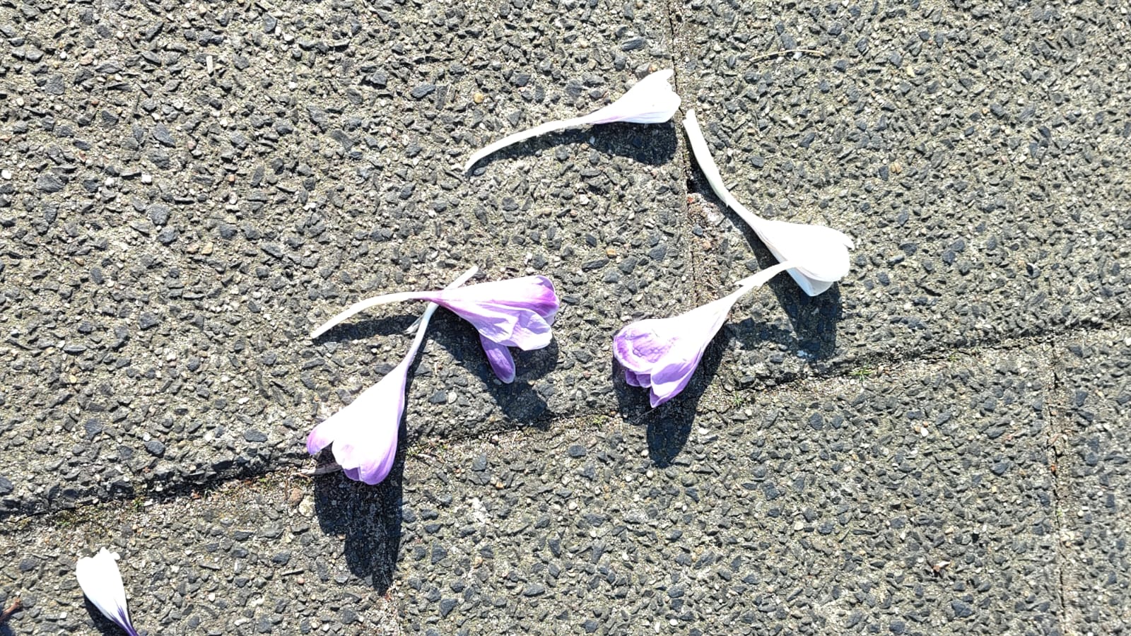 Plogrun Krokus route