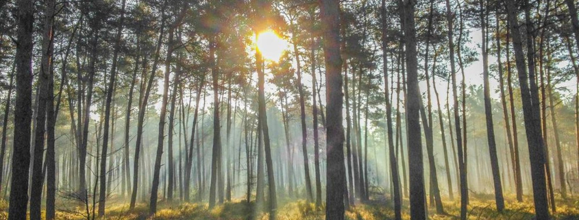 Wandelen met de boswachter op de Veluwe - Natuurmonumenten