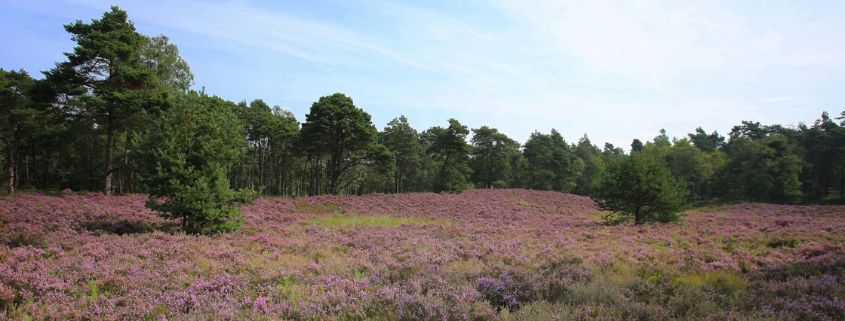 Zwerftocht door Loenense bossen - Natuumonumenten