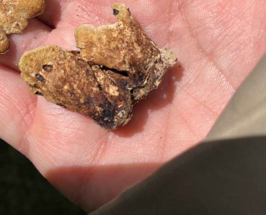 Paddenstoelenwandeling mei Zero Waste Week