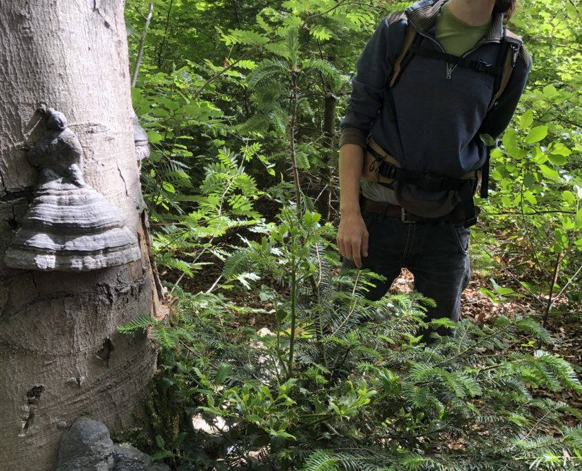 Paddenstoelenwandeling mei Zero Waste Week