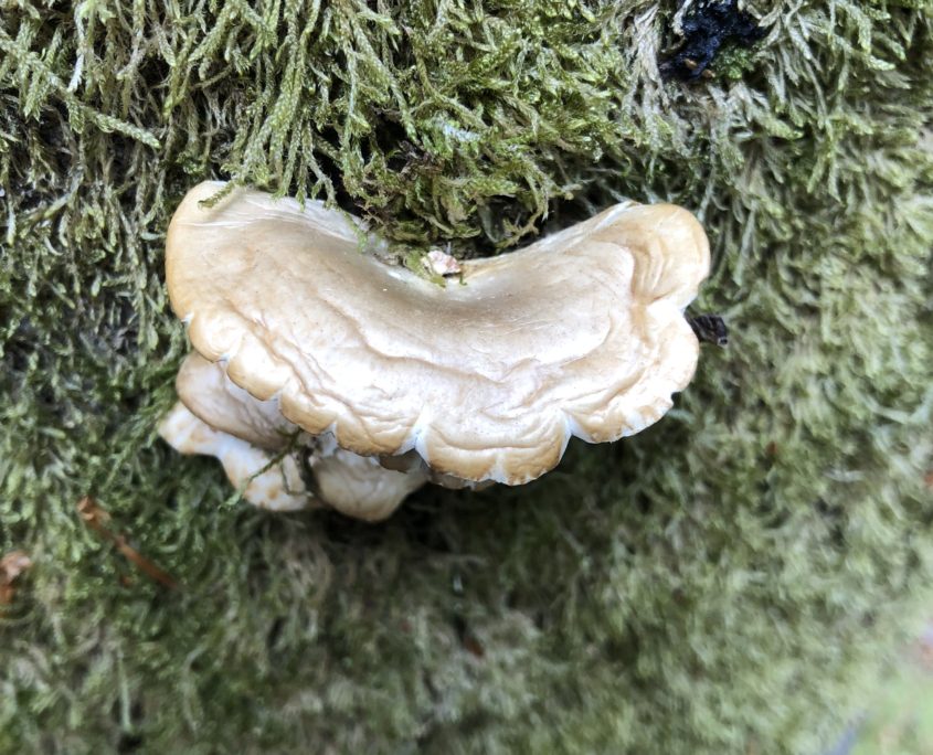 Paddenstoelenwandeling mei Zero Waste Week