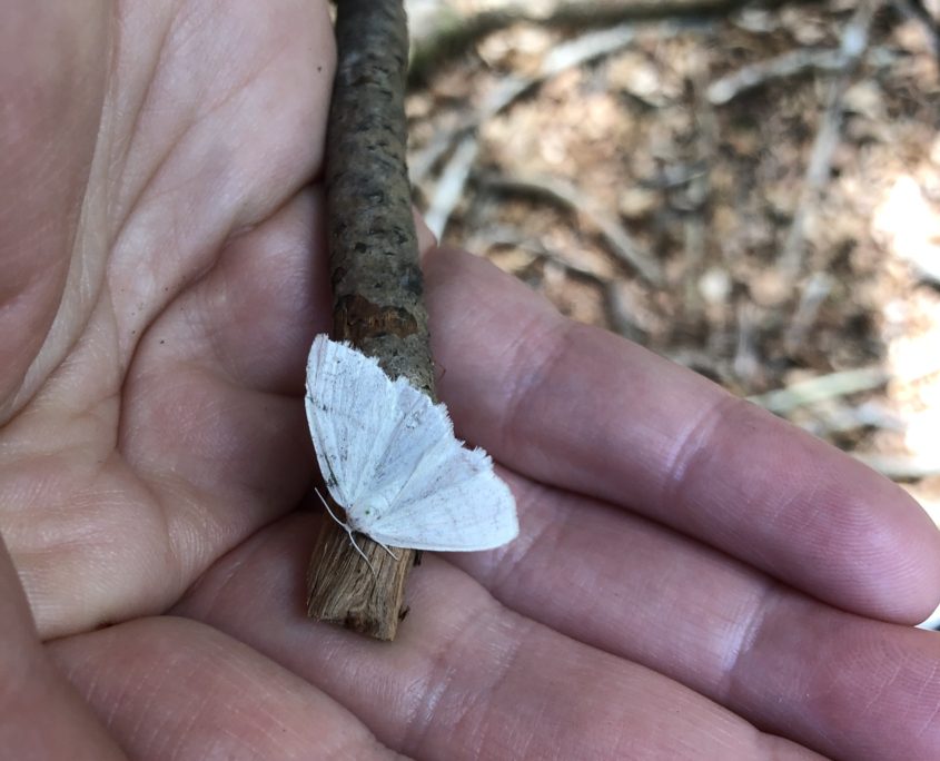 Paddenstoelenwandeling mei Zero Waste Week