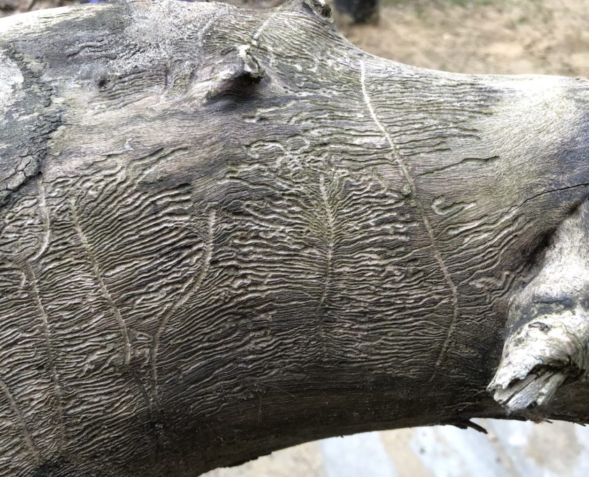 Paddenstoelenwandeling mei Zero Waste Week