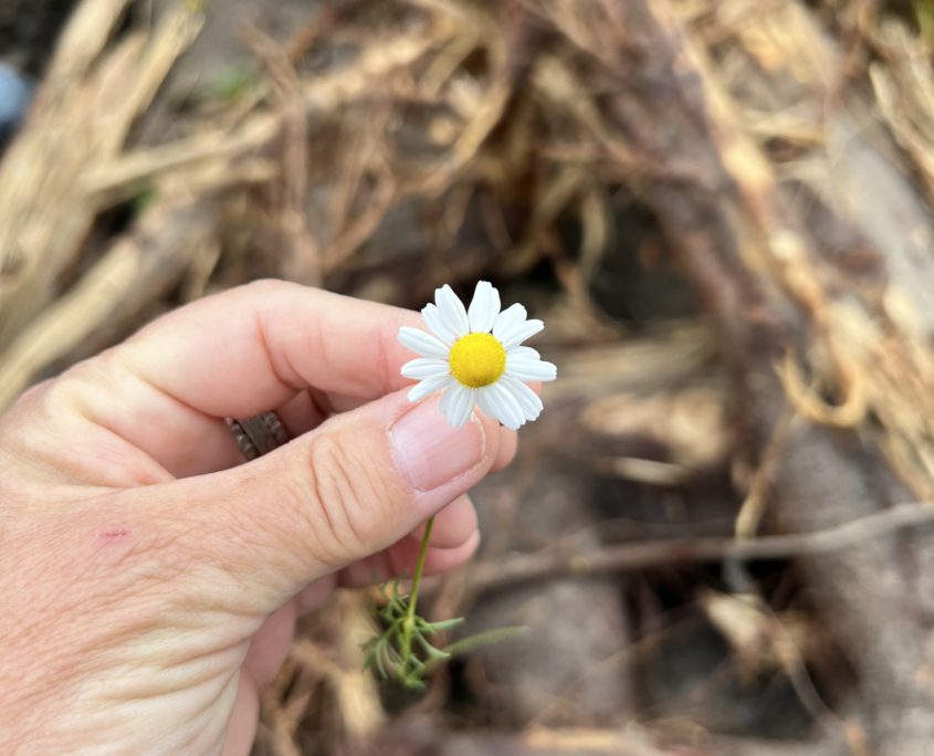 Wildplukwandeling mei 2025 Zero Waste Week