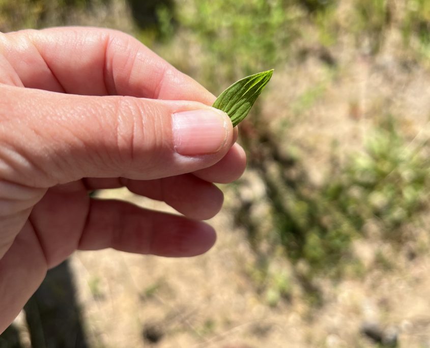 Wildplukwandeling mei 2025 Zero Waste Week