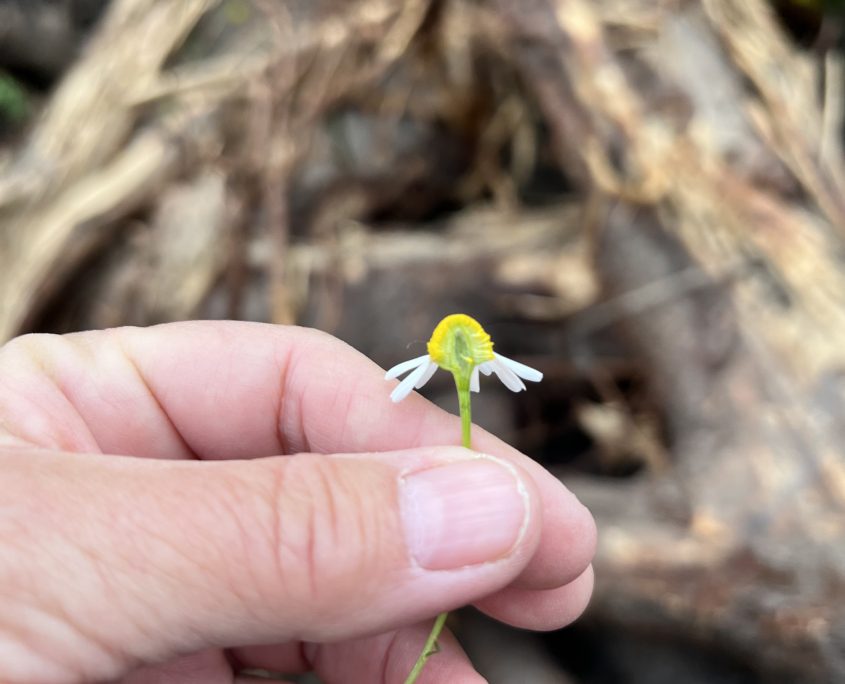 Wildplukwandeling mei 2025 Zero Waste Week