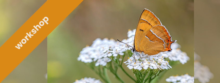 Workshop biodiversiteit
