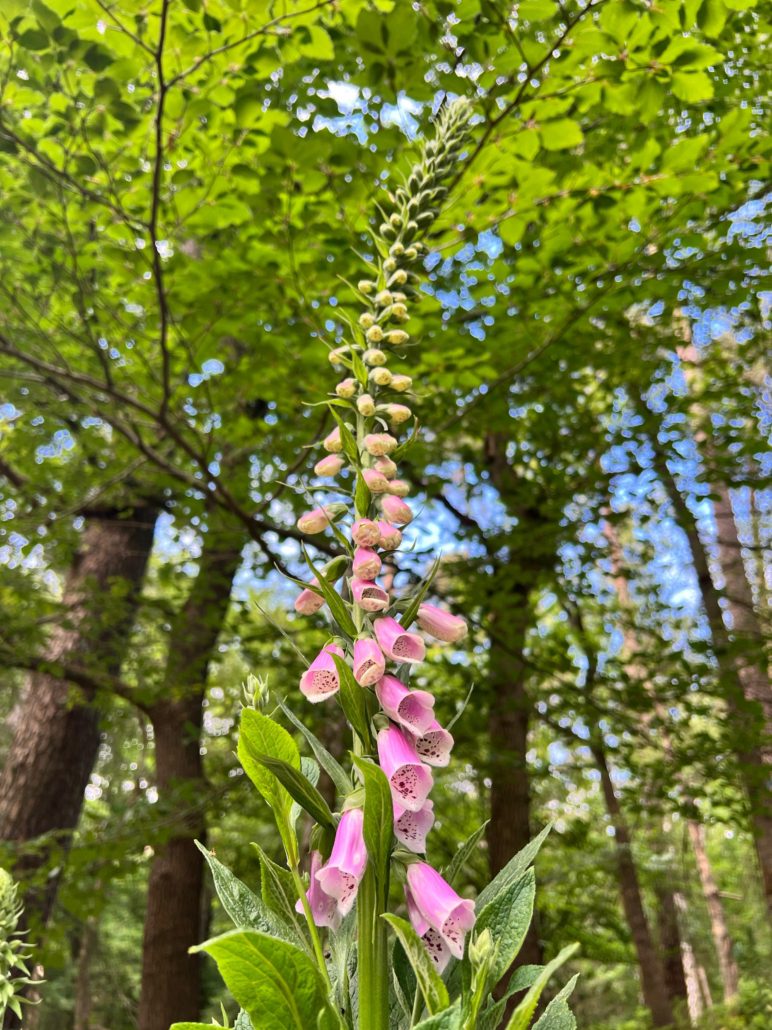 boscafe mei 2025 Zero Waste Week