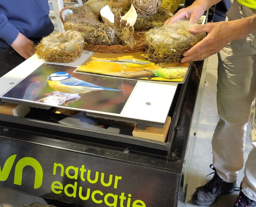 junior workshop vogelhuis oud wijnkistje