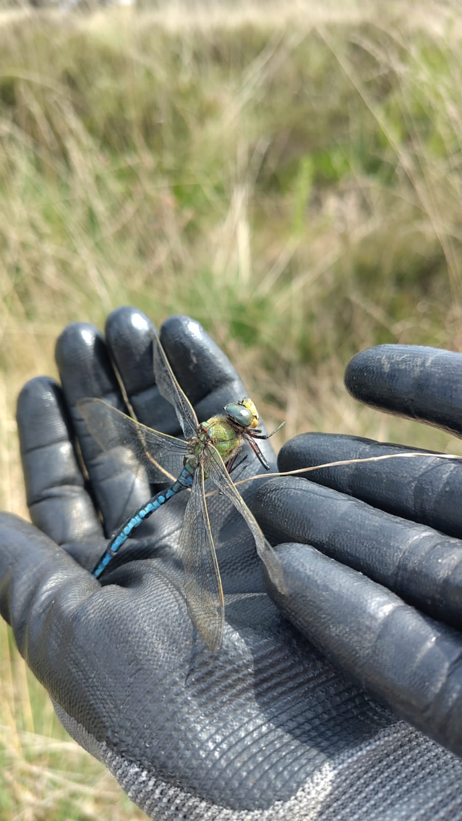 op pad met Juliette libelle