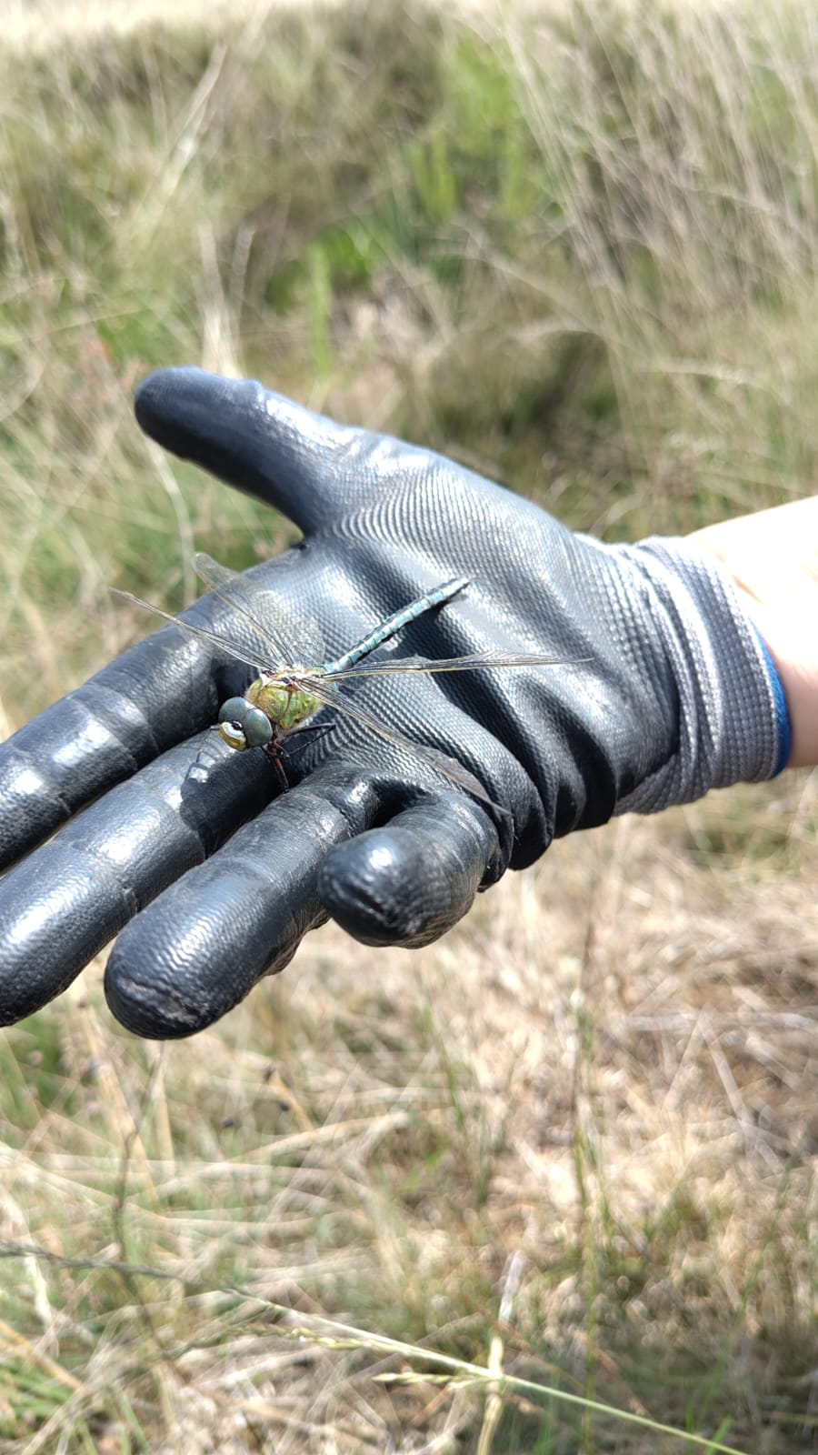 op pad met Juliette libelle