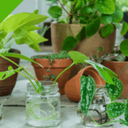 stekjes planten ruilbeurs vrijwilligersklus