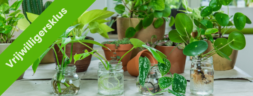 stekjes planten ruilbeurs vrijwilligersklus