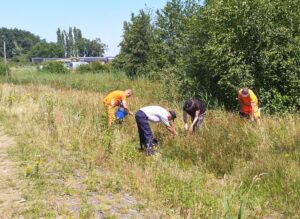 Ratelaarzaden verzamelen IVN Yvonne Zwikker