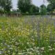 Header wilde flora gemeente Apeldoorn