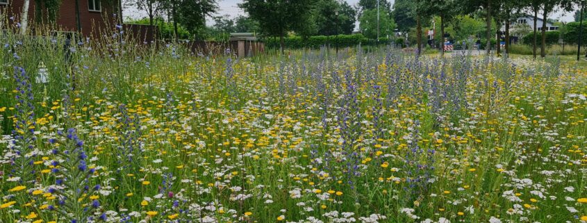 Header wilde flora gemeente Apeldoorn