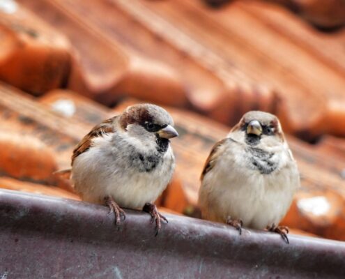 huismussen op dak
