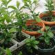Plantjes beurs Stichting Ontkiemen