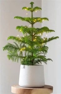 kerstboom kamerplant