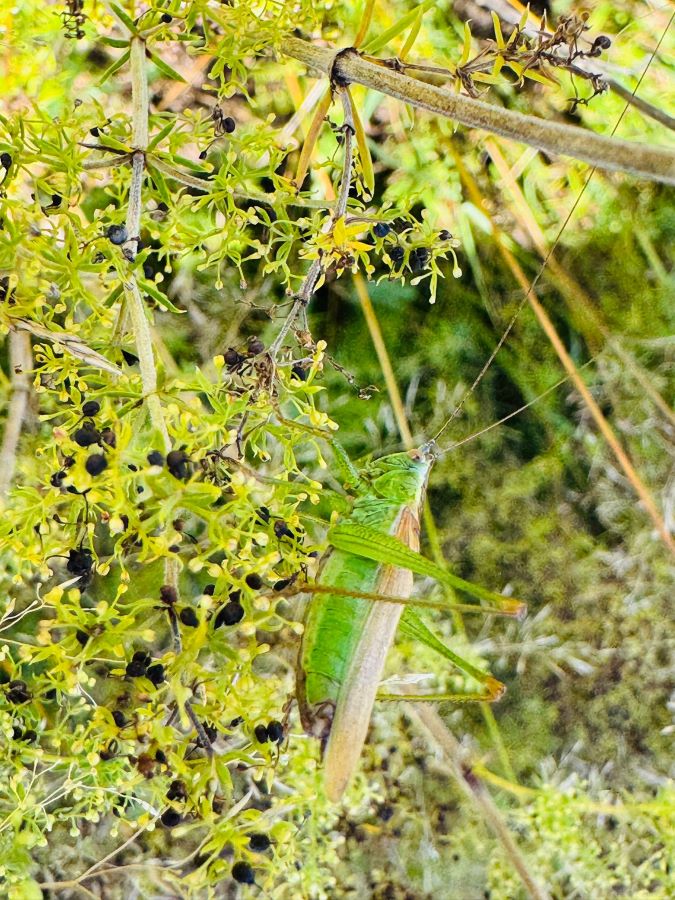workshop bloemzaden oogsten Zero Waste Apeldoorn