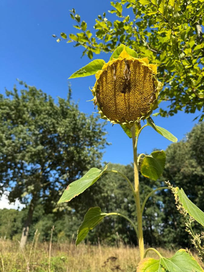 workshop bloemzaden oogsten Zero Waste Apeldoorn