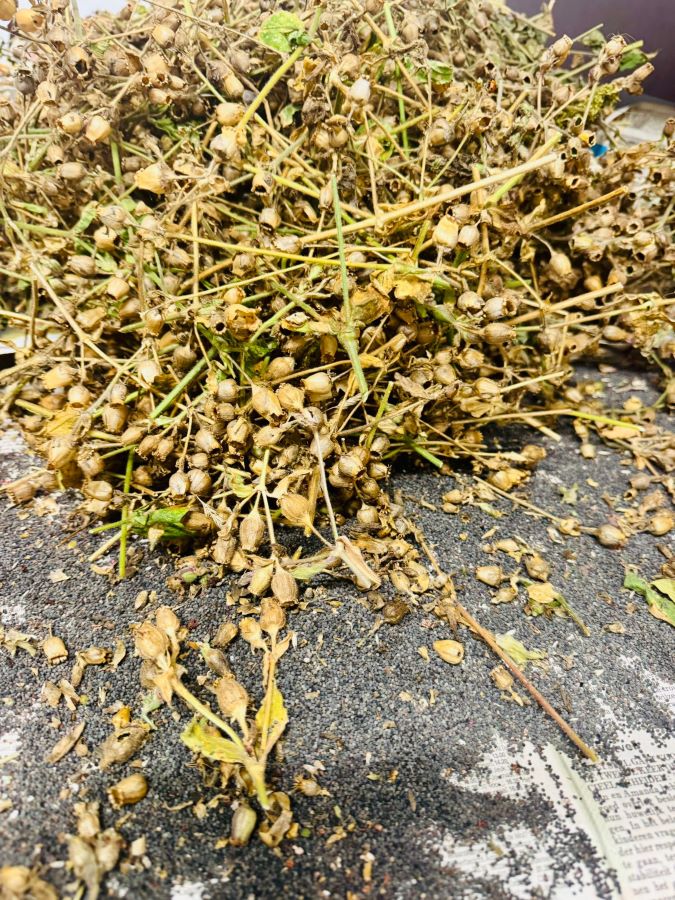 workshop bloemzaden oogsten Zero Waste Apeldoorn