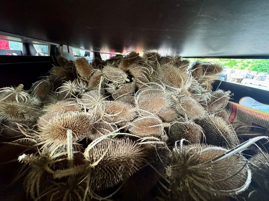 workshop bloemzaden oogsten Zero Waste Apeldoorn