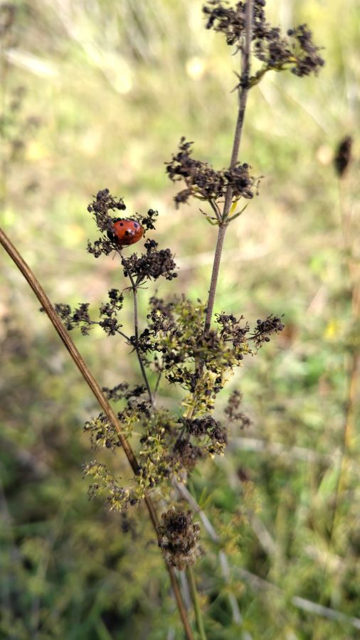 workshop bloemzaden oogsten Zero Waste Apeldoorn