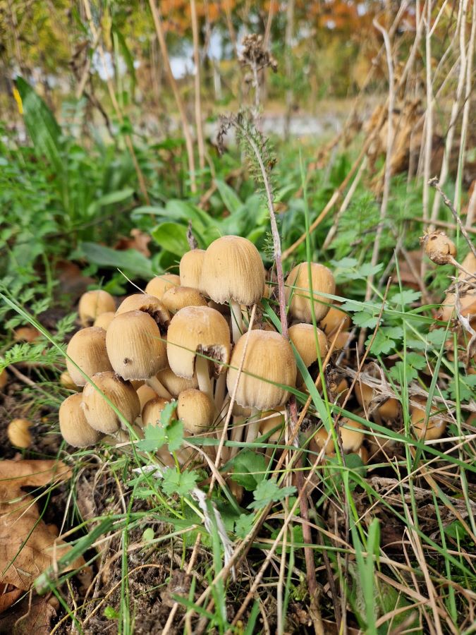 Ploggen herfst Zero Waste Apeldoorn