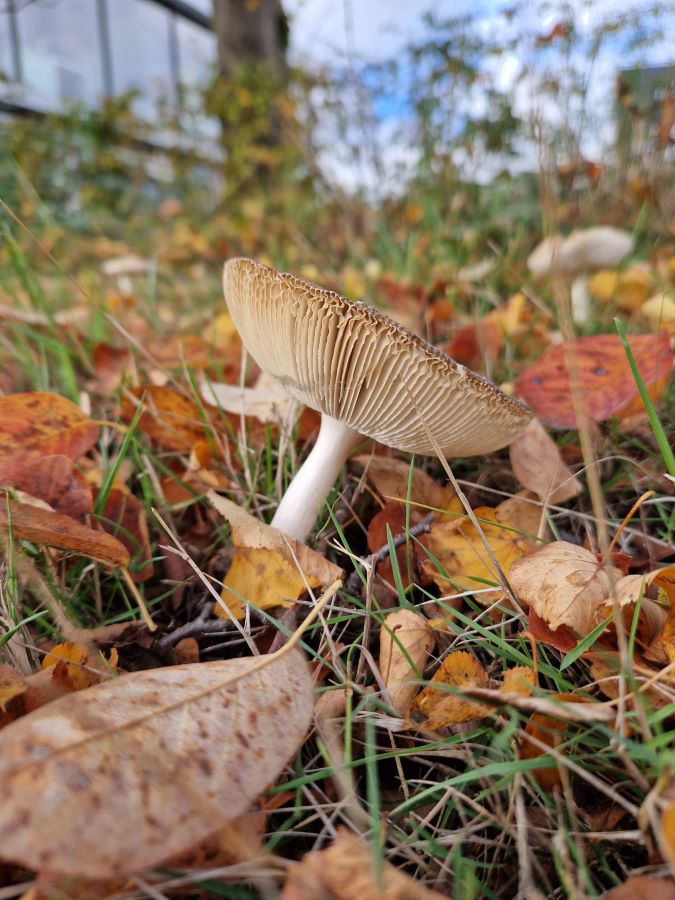 Ploggen herfst Zero Waste Apeldoorn