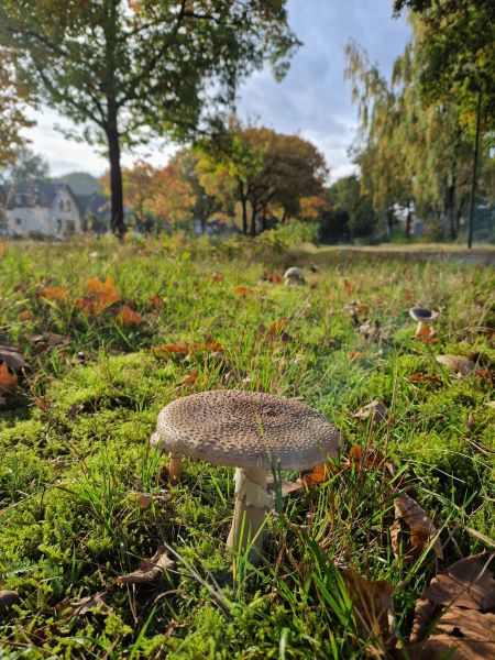 Ploggen herfst Zero Waste Apeldoorn