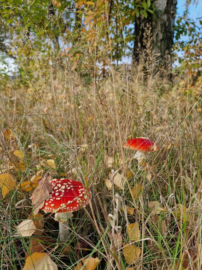 Ploggen herfst Zero Waste Apeldoorn